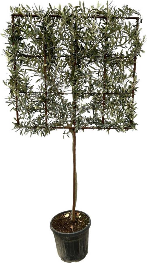 Green Bubble Combi deal 4 x Olijfboom Olea Europaea op rek 225cm