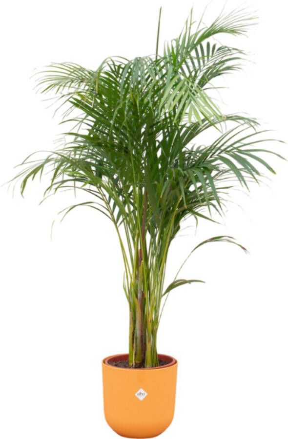 Green Bubble Dypsis Lutescens (Areca palm) inclusief elho Jazz Round amber yellow Ø26 140cm