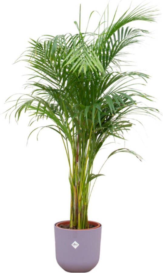 Green Bubble Dypsis Lutescens (Areca palm) inclusief elho Jazz Round lavender lilac Ø26 140cm