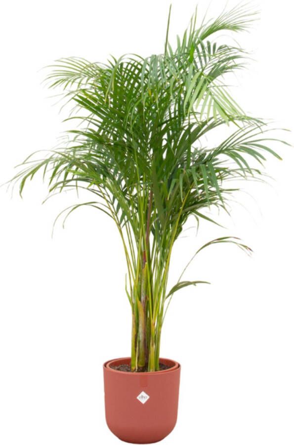 Green Bubble Dypsis Lutescens (Areca palm) inclusief elho Jazz Round tuscan red Ø26 140cm