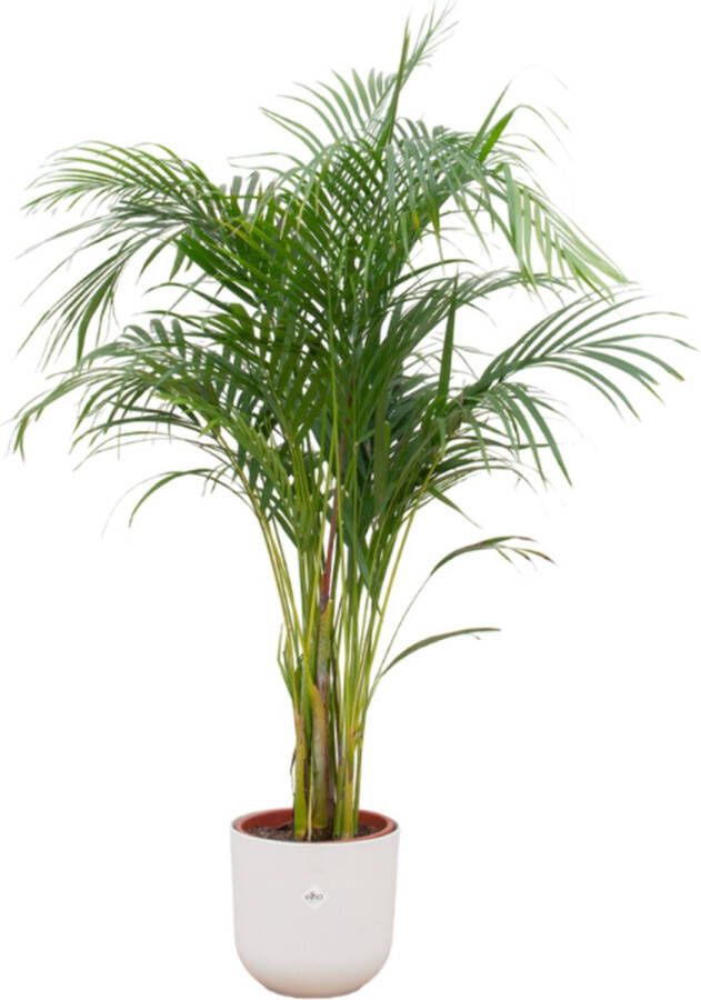 Green Bubble Dypsis Lutescens (Areca palm) inclusief elho Jazz Round wit Ø26 140cm