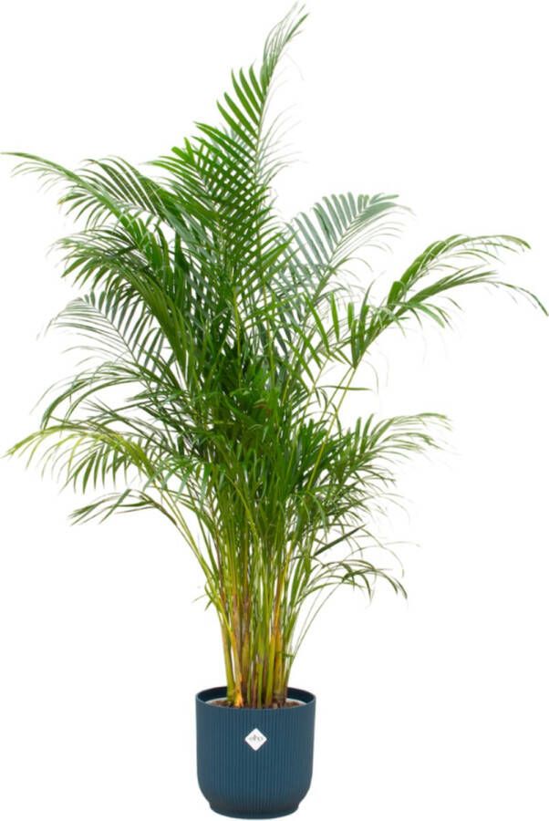 Green Bubble Dypsis Lutescens (Areca palm) inclusief elho Vibes Fold Round blauw Ø30 160cm