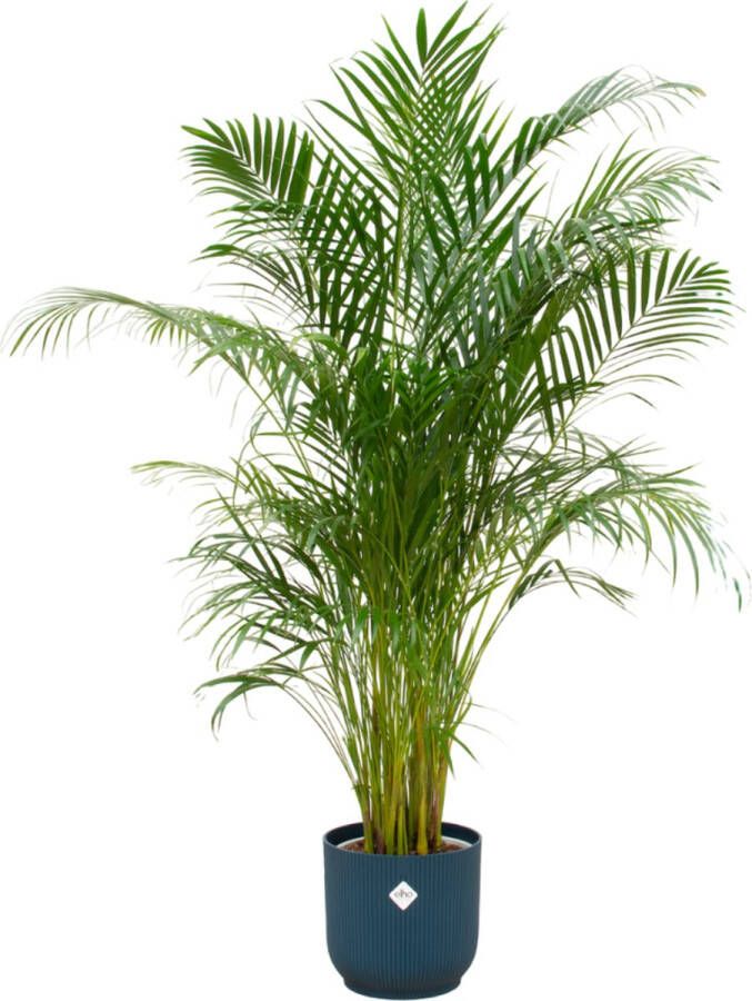 Green Bubble Dypsis Lutescens (Areca palm) inclusief elho Vibes Fold Round blauw Ø30 180cm