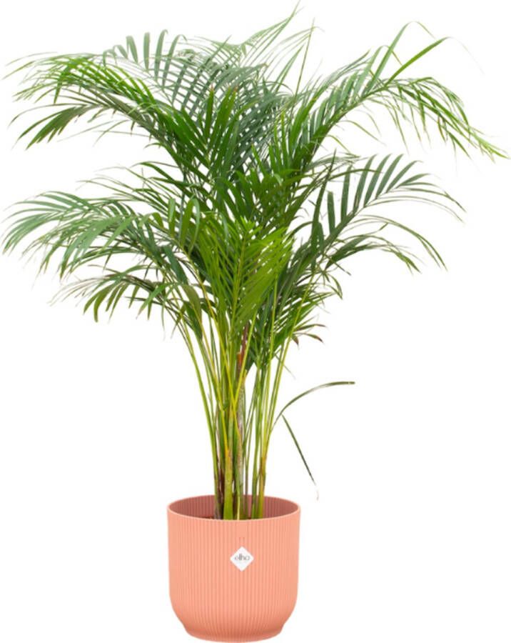 Green Bubble Dypsis Lutescens (Areca palm) inclusief elho Vibes Fold Round roze Ø25 140cm