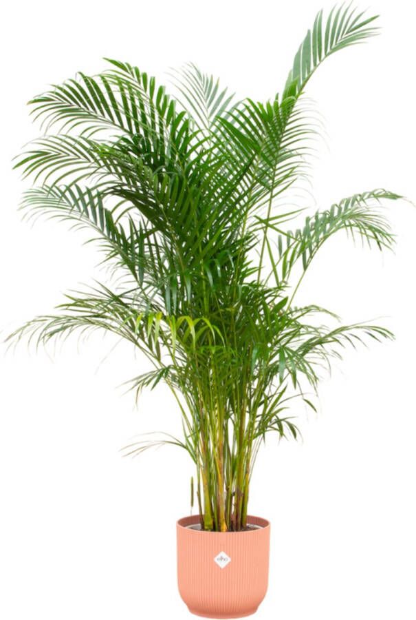 Green Bubble Dypsis Lutescens (Areca palm) inclusief elho Vibes Fold Round roze Ø30 160cm