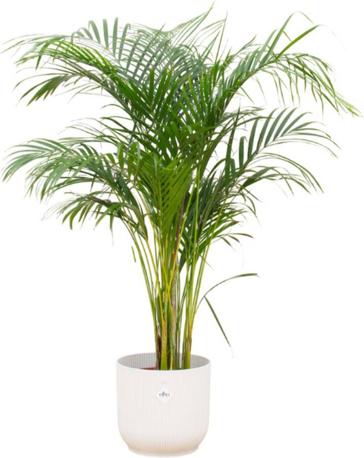 Green Bubble Dypsis Lutescens (Areca palm) inclusief elho Vibes Fold Round wit Ø25 140cm