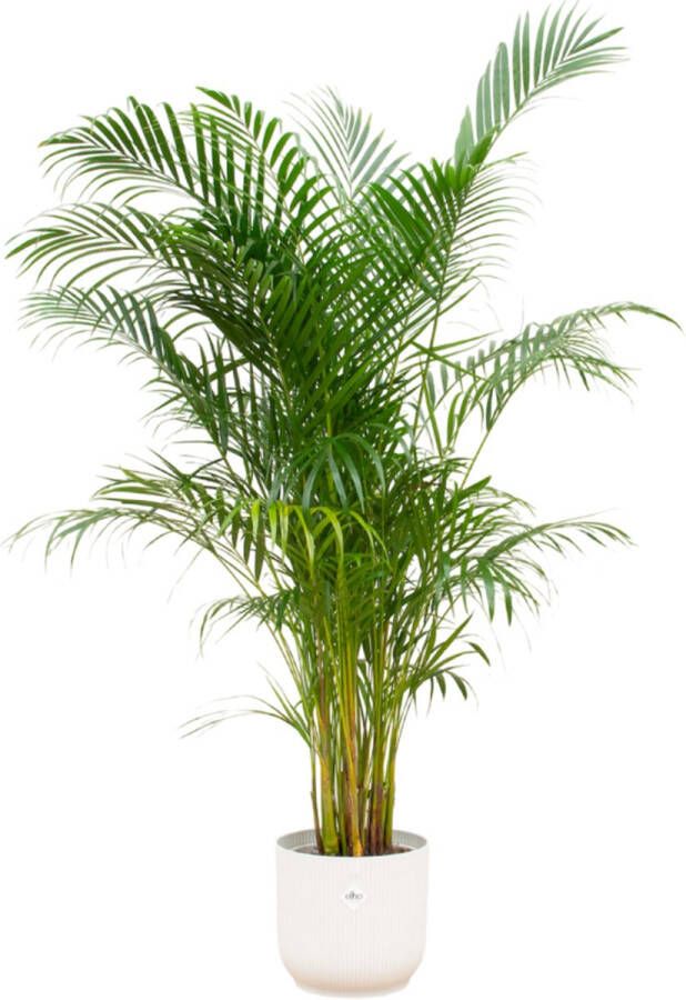 Green Bubble Dypsis Lutescens (Areca palm) inclusief elho Vibes Fold Round wit Ø30 160cm
