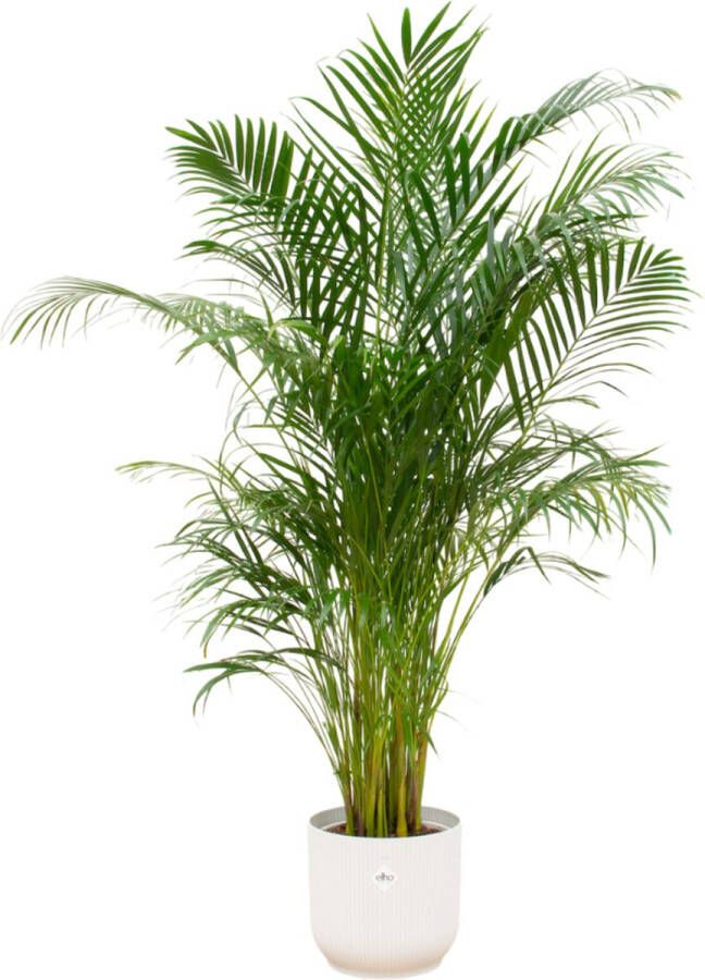 Green Bubble Dypsis Lutescens (Areca palm) inclusief elho Vibes Fold Round wit Ø30 180cm