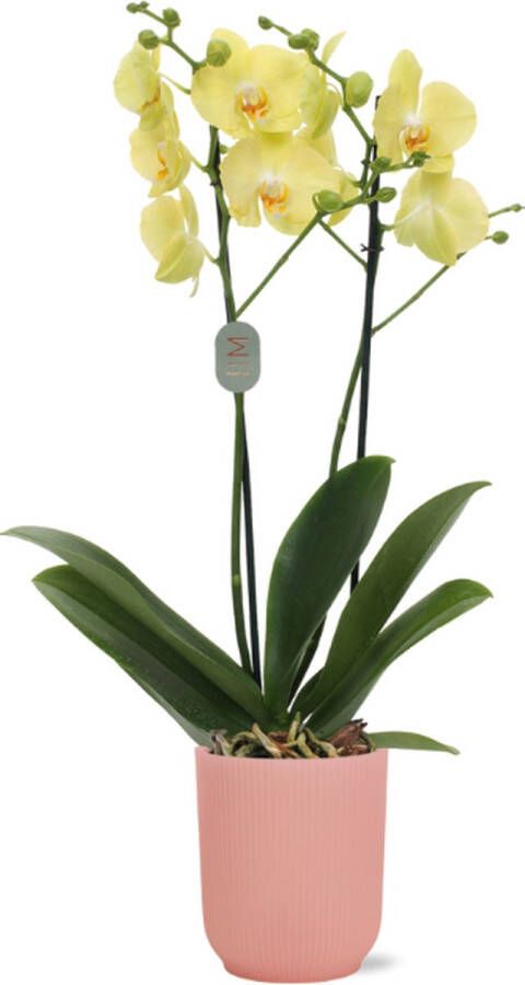 Green Bubble Ferrara orchidee (2 tak Phalaenopsis) inclusief elho Vibes Orchid roze Ø12 5 50 cm
