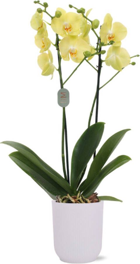 Green Bubble Ferrara orchidee (2 tak Phalaenopsis) inclusief elho Vibes Orchid transparant Ø12 5 50 cm