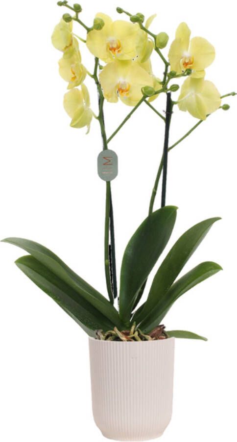 Green Bubble Ferrara orchidee (2 tak Phalaenopsis) inclusief elho Vibes Orchid wit Ø12 5 50 cm