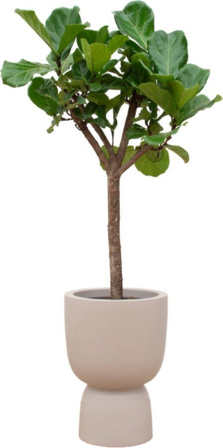 Green Bubble Ficus Lyrata boom inclusief elho Pure Coupe Balanced Beige Ø41 210 cm