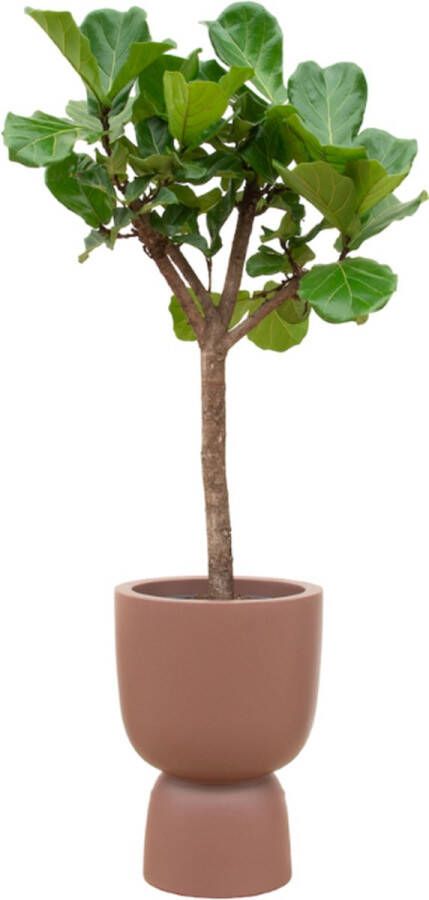 Green Bubble Ficus Lyrata boom inclusief elho Pure Coupe Rosy Brown Ø41 210 cm