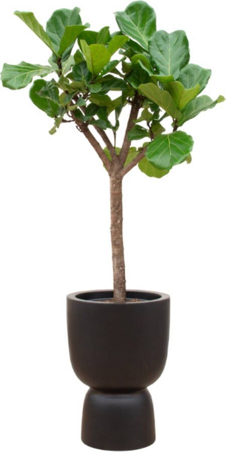 Green Bubble Ficus Lyrata boom inclusief elho Pure Coupe zwart Ø41 210 cm