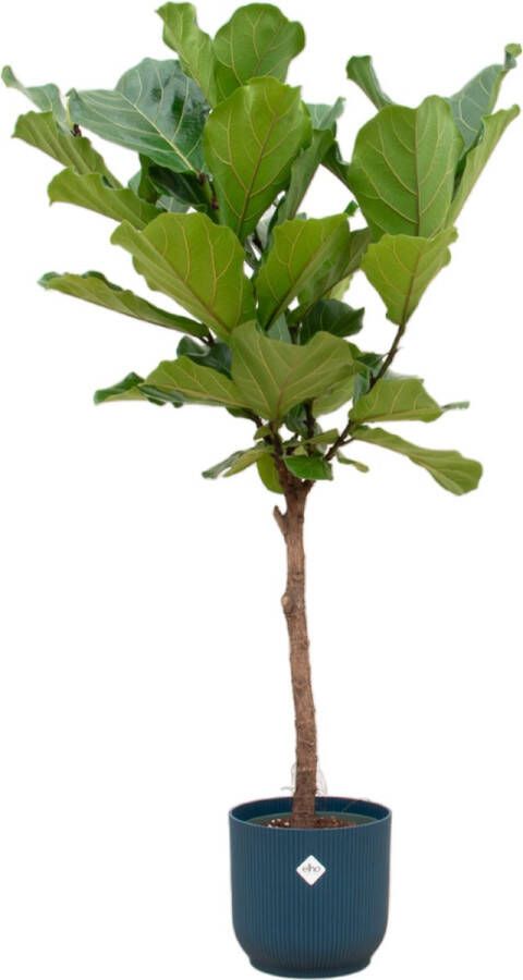 Green Bubble Combi deal Ficus Lyrata op stam inclusief elho Vibes Fold Round Ø30 170cm