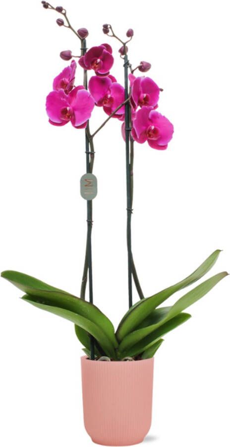 Green Bubble Joyride orchidee (2 tak Phalaenopsis) inclusief elho Vibes Orchid roze Ø12 5 50 cm