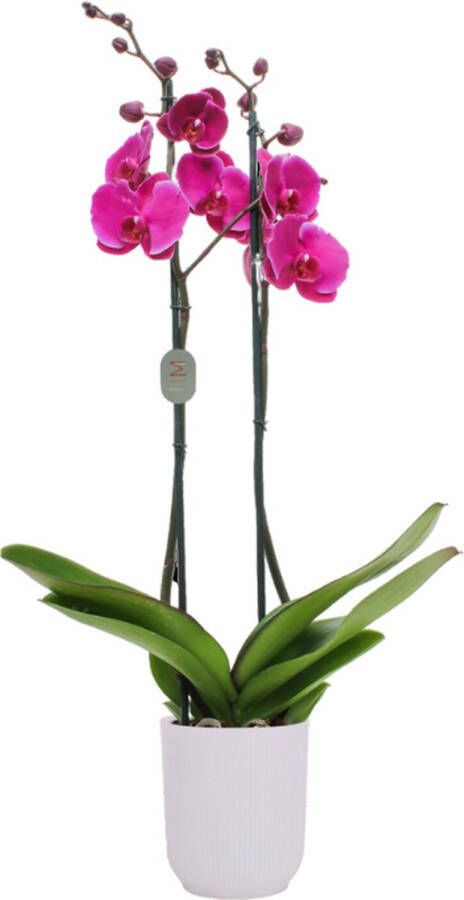 Green Bubble Joyride orchidee (2 tak Phalaenopsis) inclusief elho Vibes Orchid transparant Ø12 5 50 cm