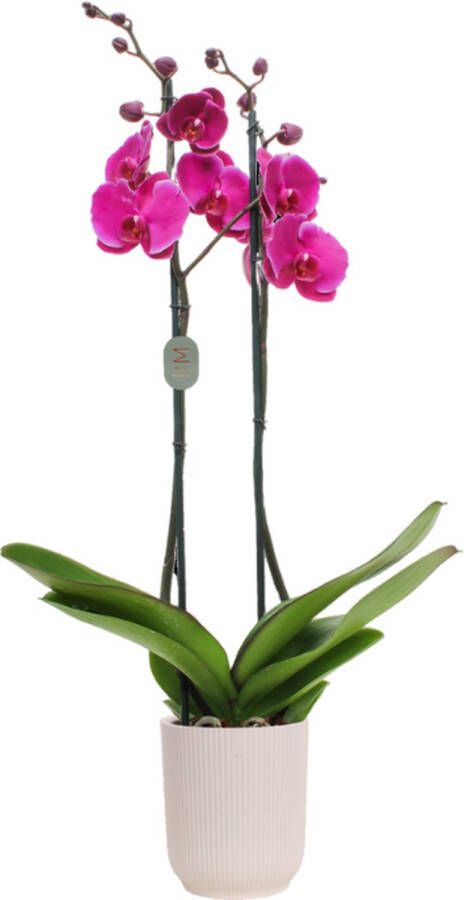 Green Bubble Joyride orchidee (2 tak Phalaenopsis) inclusief elho Vibes Orchid wit Ø12 5 50 cm