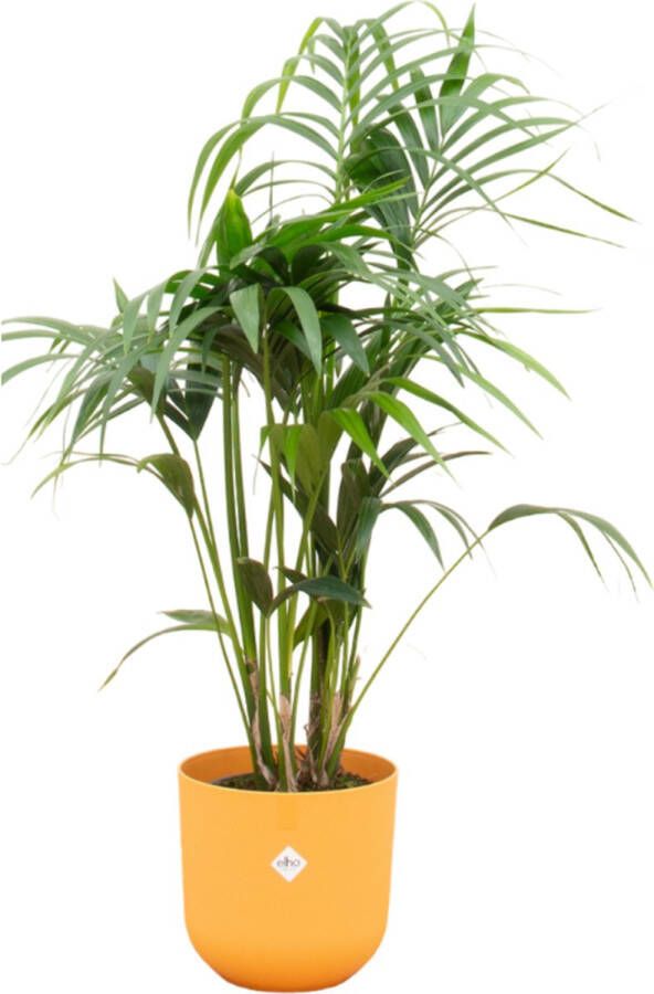 Green Bubble Kentia palm inclusief elho Jazz Round amber yellow Ø23 130 cm