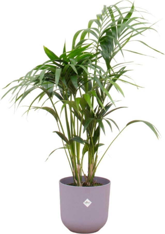 Green Bubble Kentia palm inclusief elho Jazz Round lavender lilac Ø23 130 cm