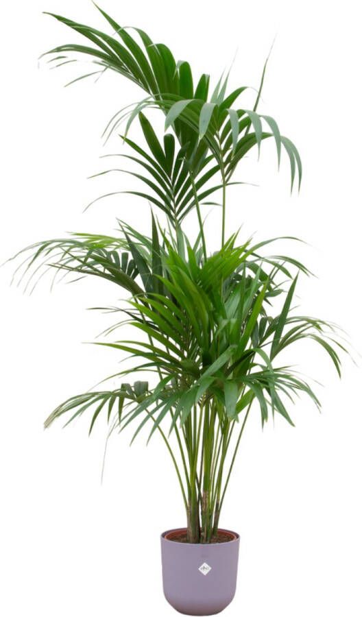Green Bubble Kentia palm inclusief elho Jazz Round lavender lilac Ø26 180 cm