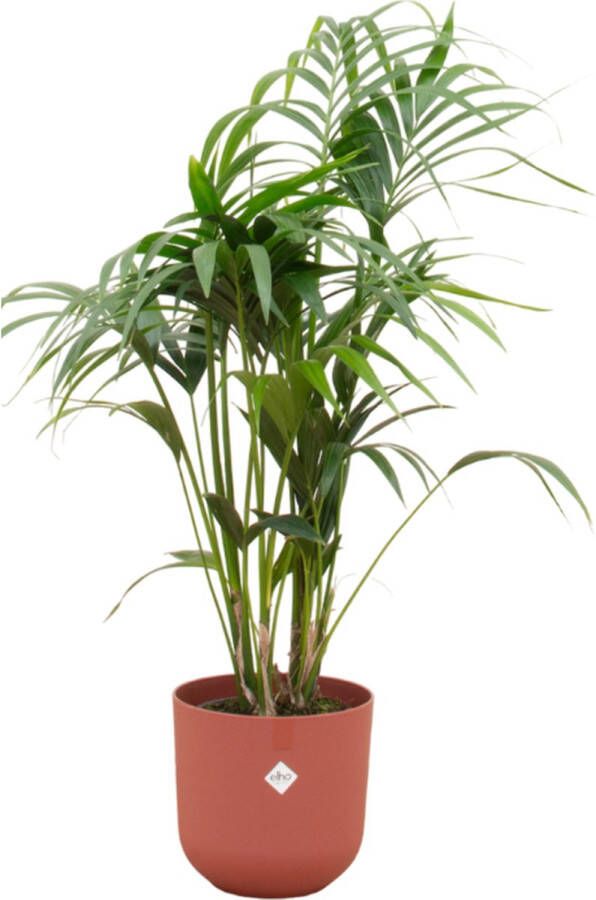 Green Bubble Kentia palm inclusief elho Jazz Round tuscan red Ø23 130 cm