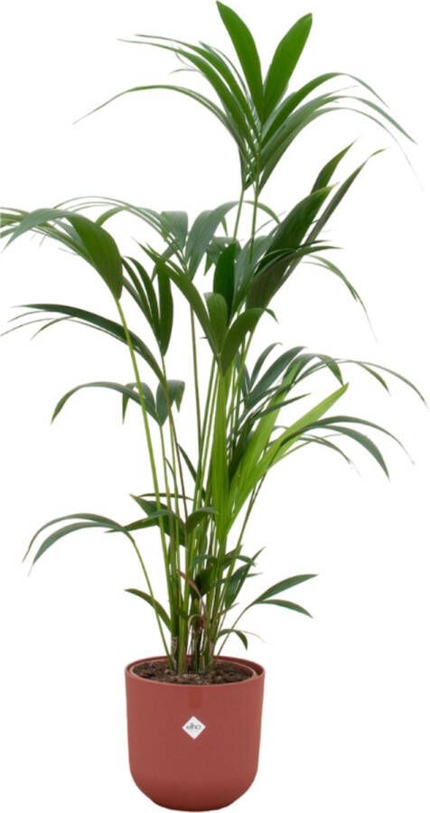 Green Bubble Kentia palm inclusief elho Jazz Round tuscan red Ø26 160 cm