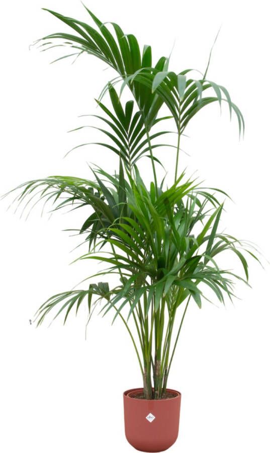 Green Bubble Kentia palm inclusief elho Jazz Round tuscan red Ø26 180 cm