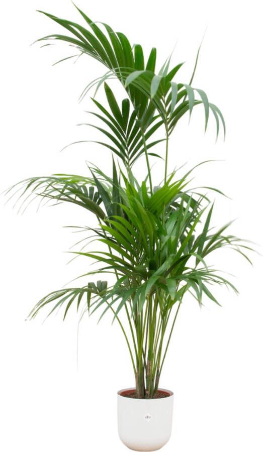 Green Bubble Kentia palm inclusief elho Jazz Round wit Ø26 180 cm