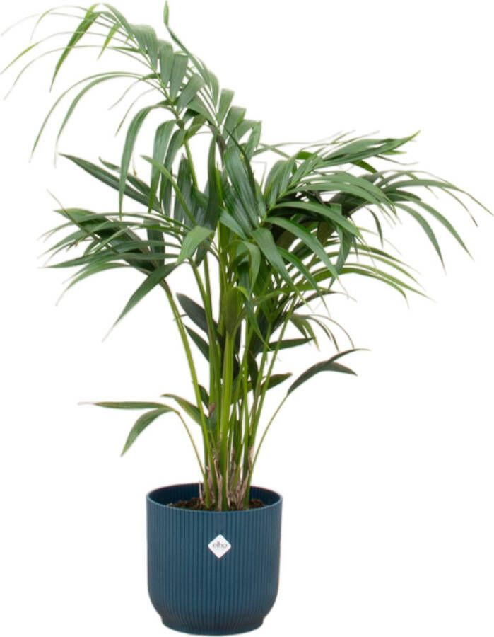 Green Bubble Kentia palm inclusief Elho Vibes Fold Round blauw Ø25 130 cm