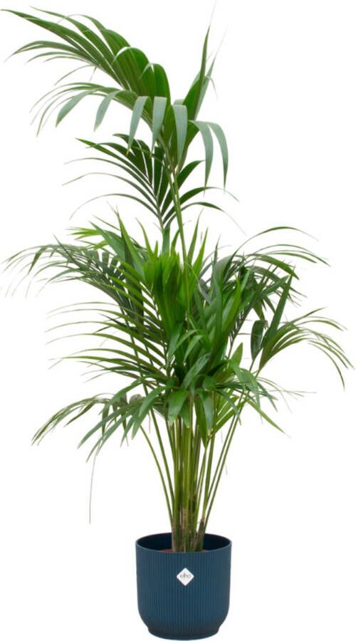 Green Bubble Kentia palm inclusief elho Vibes Fold Round blauw Ø30 180 cm