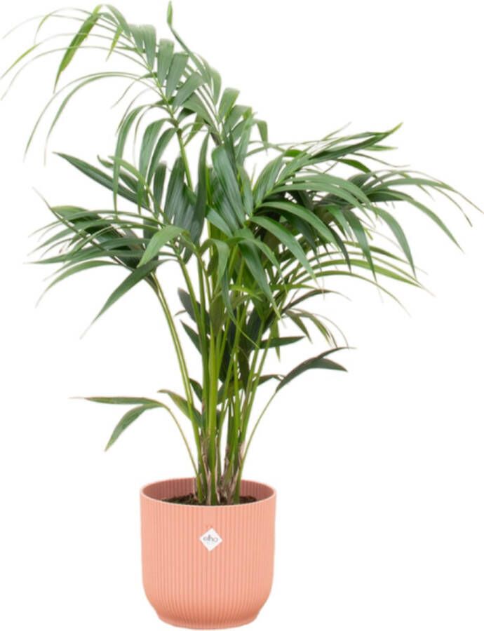 Green Bubble Kentia palm inclusief Elho Vibes Fold Round roze Ø25 130 cm