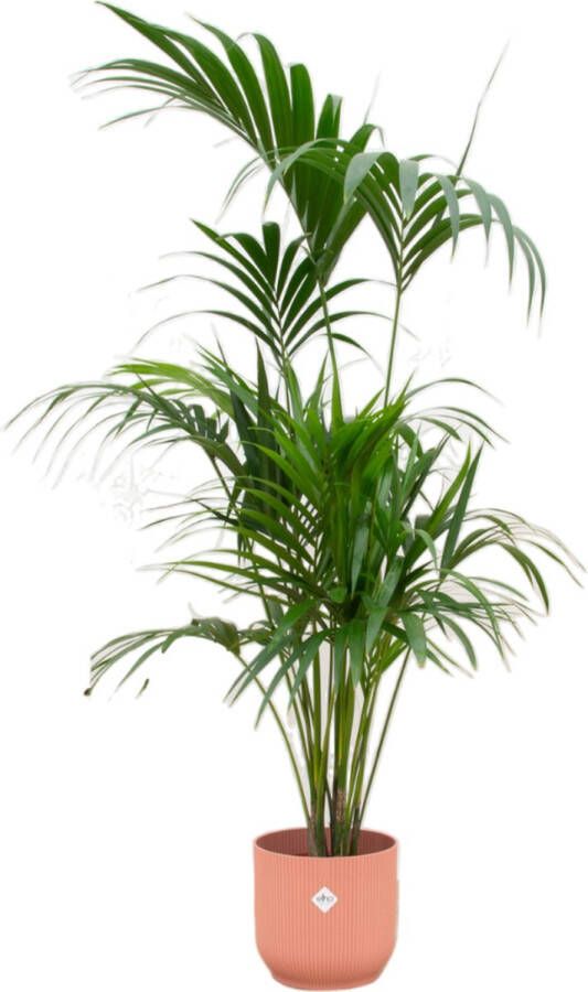 Green Bubble Kentia palm inclusief elho Vibes Fold Round roze Ø30 180 cm