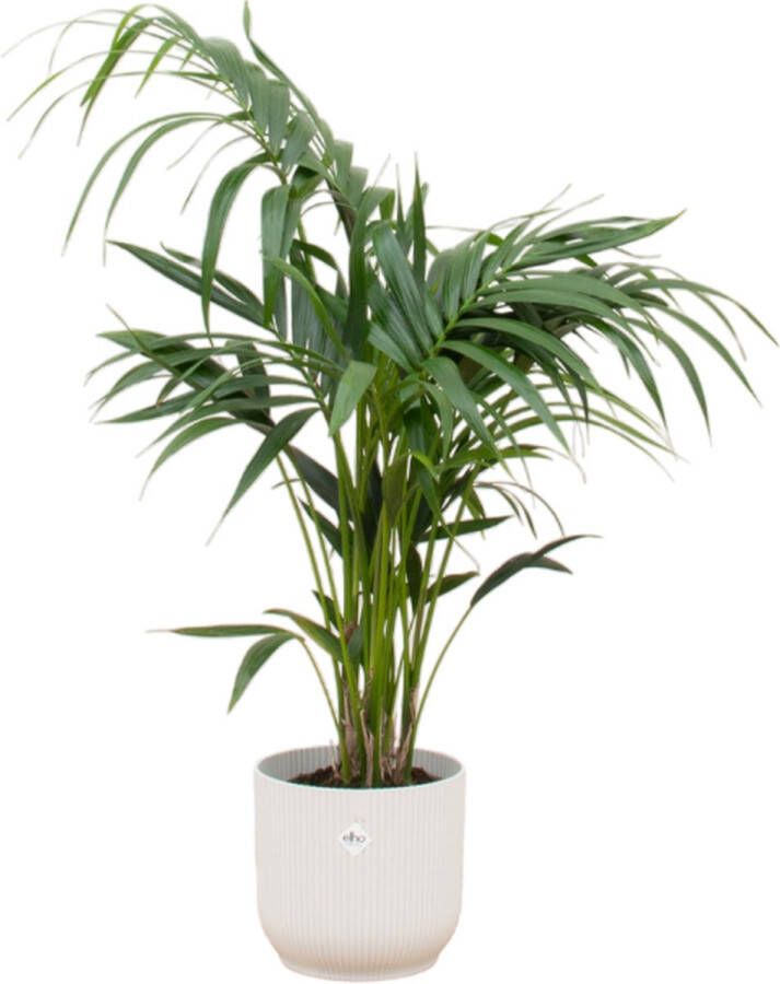 Green Bubble Kentia palm inclusief Elho Vibes Fold Round wit Ø25 130 cm