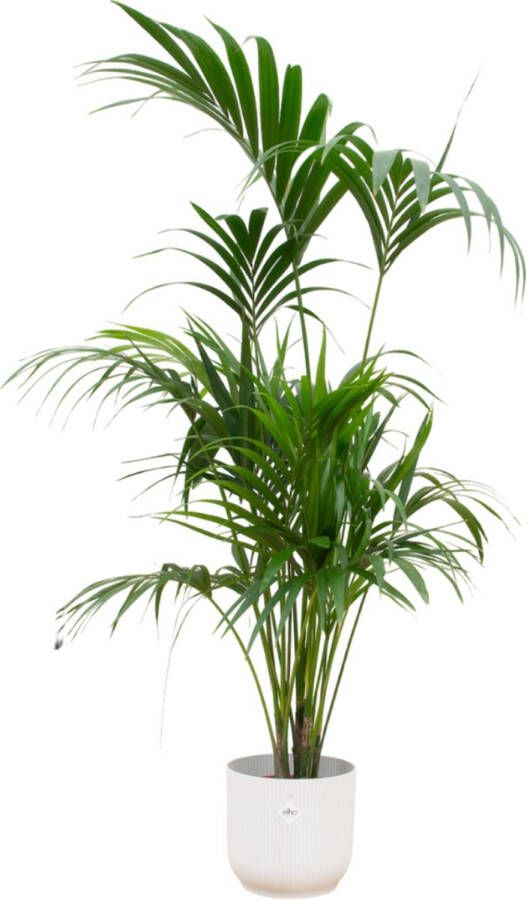 Green Bubble Kentia palm inclusief elho Vibes Fold Round wit Ø30 180 cm