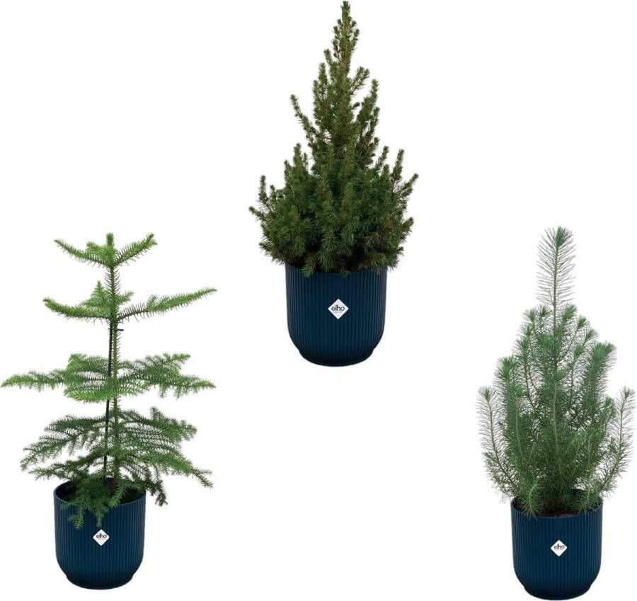 Green Bubble Kerstpakket Pinus Pinea + Araucaria + Picea Glauca (kerstboompjes) inclusief 3x elho Vibes Fold Rond blauw Ø18-22 50-60cm