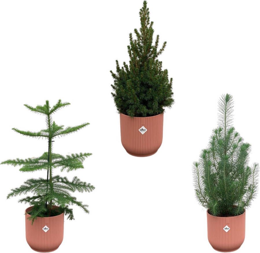 Green Bubble Kerstpakket Pinus Pinea + Araucaria + Picea Glauca (kerstboompjes) inclusief 3x elho Vibes Fold Rond roze Ø18-22 50-60cm