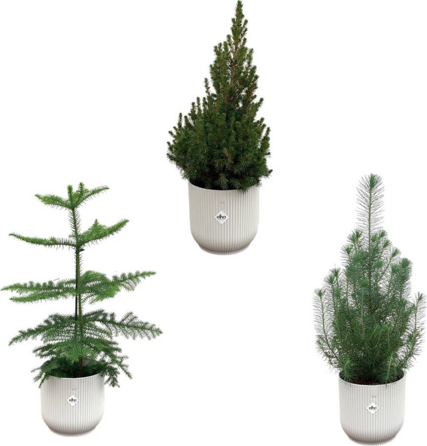 Green Bubble Kerstpakket Pinus Pinea + Araucaria + Picea Glauca (kerstboompjes) inclusief 3x elho Vibes Fold Rond wit Ø18-22 50-60cm