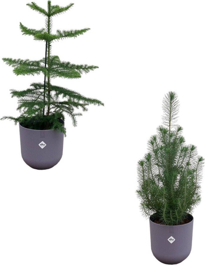 Green Bubble Kerstpakket Pinus Pinea 'Silver Crest' + Araucaria (kamerden) inclusief 2x elho Jazz Rond lila Ø19 50-60cm