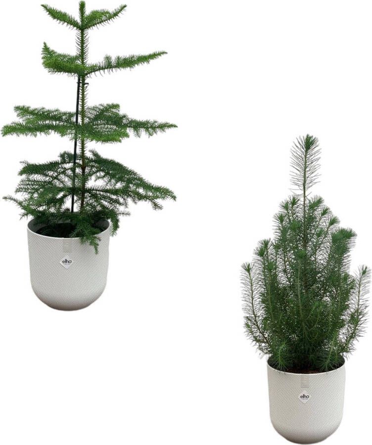 Green Bubble Kerstpakket Pinus Pinea 'Silver Crest' + Araucaria (kamerden) inclusief 2x elho Jazz Rond wit Ø19 50-60cm