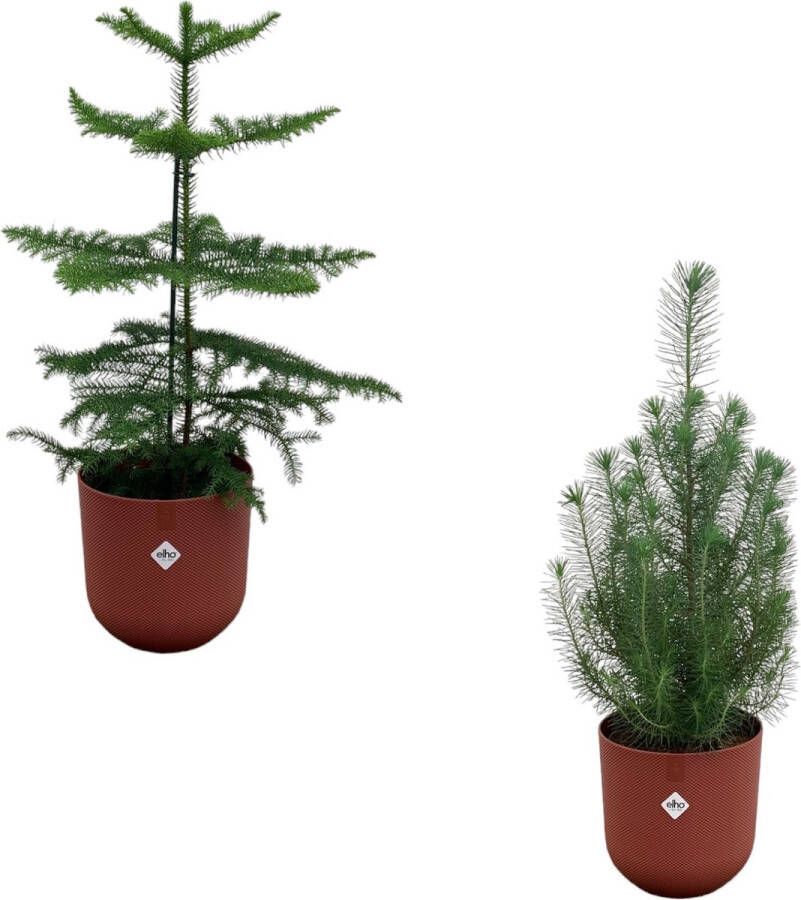 Green Bubble Kerstpakket Pinus Pinea 'Silver Crest' + Araucaria (kamerden) inclusief elho 2x Jazz Rond rood Ø19 50-60cm