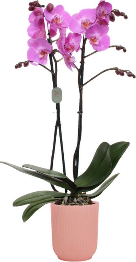 Green Bubble Las Palmas orchidee (2 tak Phalaenopsis) inclusief elho Vibes Orchid roze Ø12 5 50 cm