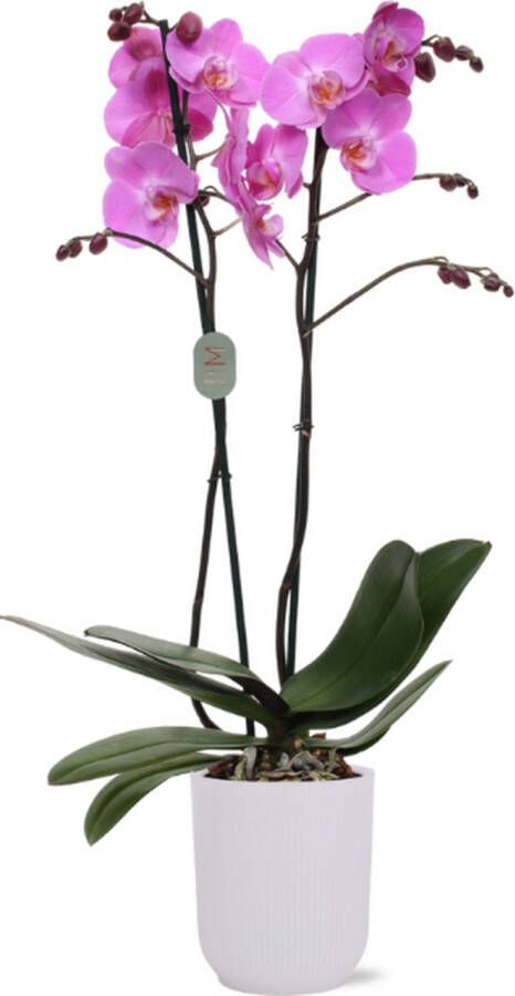 Green Bubble Las Palmas orchidee (2 tak Phalaenopsis) inclusief elho Vibes Orchid transparant Ø12 5 50 cm