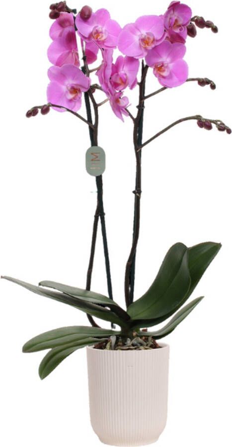 Green Bubble Las Palmas orchidee (2 tak Phalaenopsis) inclusief elho Vibes Orchid wit Ø12 5 50 cm