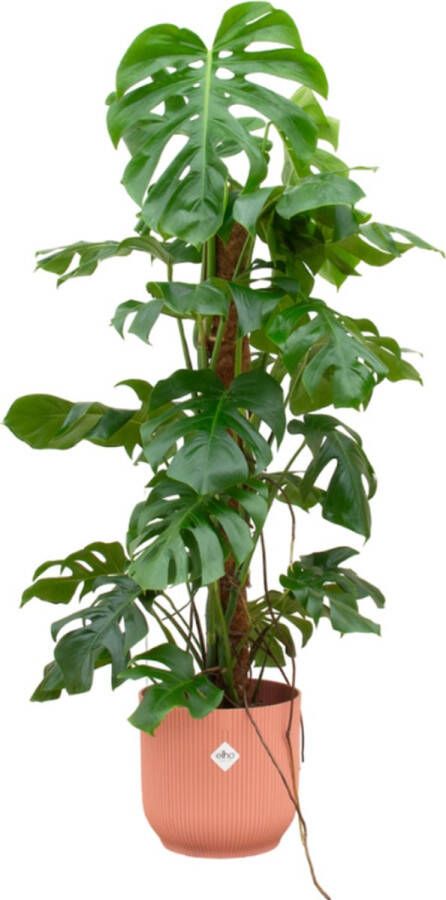 Green Bubble Combi deal Monstera Pertusum XL inclusief elho Vibes Fold Rond delicaat roze 120 cm