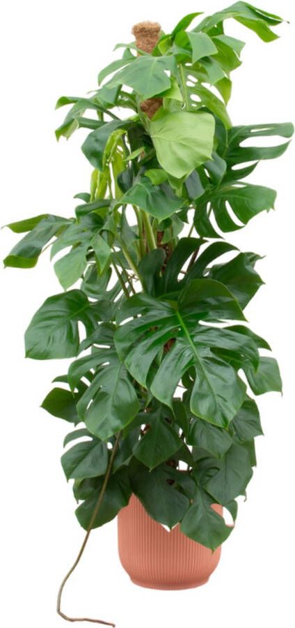 Planteda Green Bubble Monstera Pertusum XL inclusief elho Vibes Fold Round roze Ø30 150 cm
