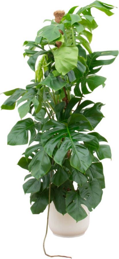 Planteda Green Bubble Monstera Pertusum XL inclusief elho Vibes Fold Round wit 150 cm