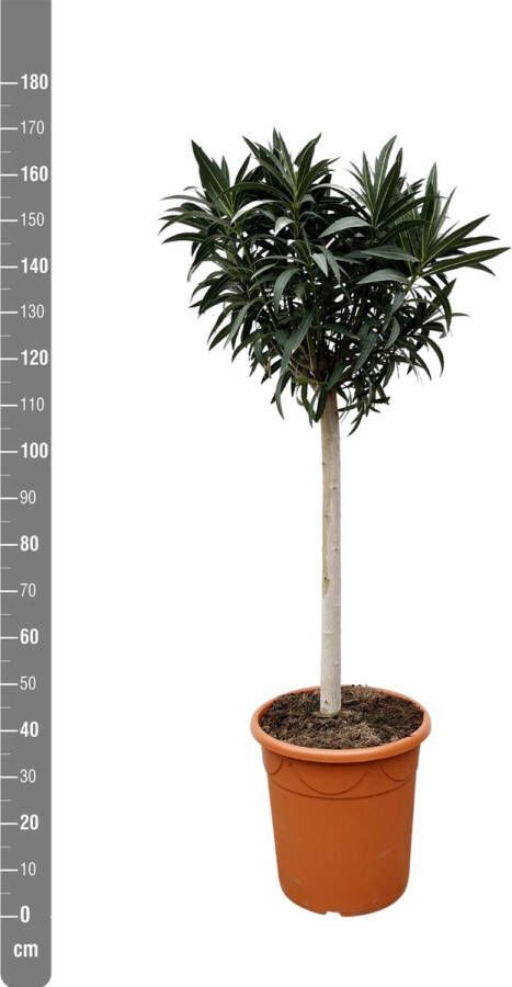 Green Bubble Olijfboom Nerium Oleander op stam met witte bloem hoogte 170cm potmaat 40cm