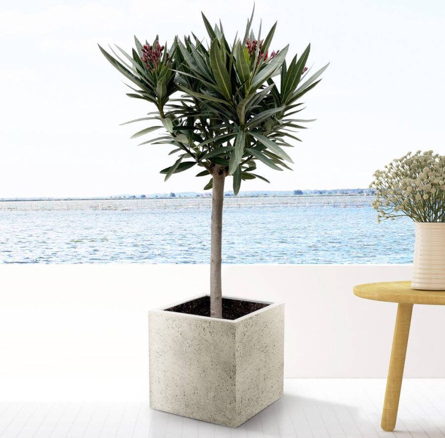 Planteda Olijfboom Nerium Oleander op stam met witte bloem hoogte 90cm potmaat 20cm