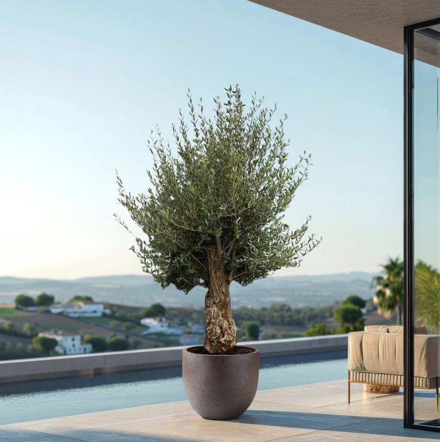Green Bubble Olijfboom Olea Europaea Bonsai 250 cm stamomtrek 45-60cm